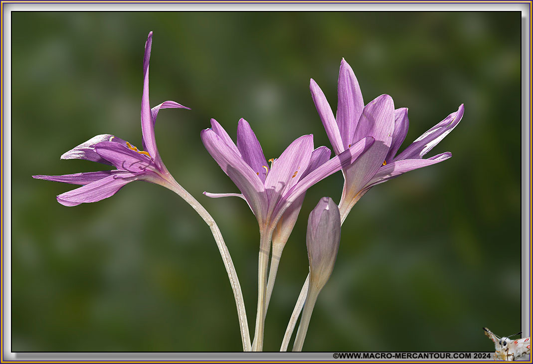 Colchiques
